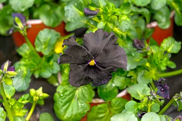 Fotobehang Viooltje One large rare black pansy flower in a greenhouse.  © lizaveta25