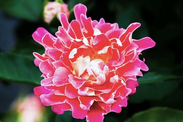 pink and white dahlia