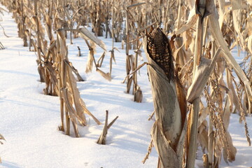 Ear of corn on a background of snow
