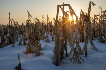 Sunset over a corn field in winter