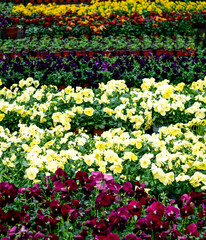 Multi-colored pansies in flower pots in a greenhouse. - 749778174