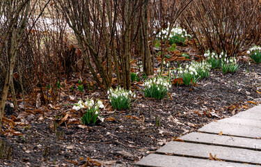 Beautiful white snowdrops, first spring flowers. - 749778523