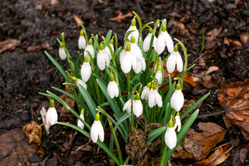 Beautiful white snowdrops, first spring flowers.
