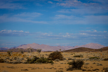 Namib desert