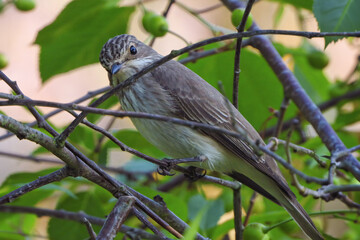 A young bird, Muscicapa striata, is perched among the branches