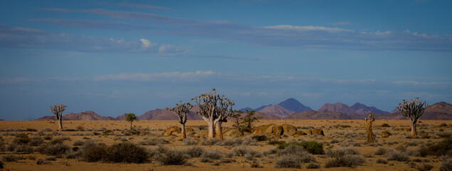 Quiver tree in the Namib desert