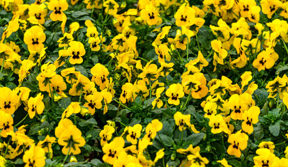 Yellow pansies in flower pots in a greenhouse. - 749780120