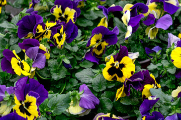 Blue-yellow pansies in flower pots in a greenhouse. - 749780330