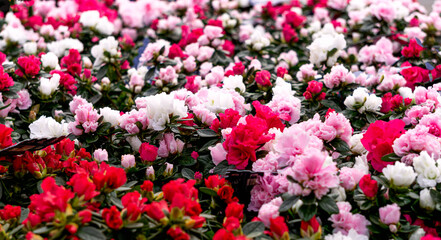 Multi-colored azalea flowers in flower pots in a greenhouse. - 749780583