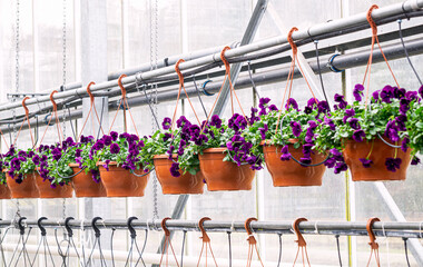 Purple pansies in flower pots in a greenhouse. - 749780905