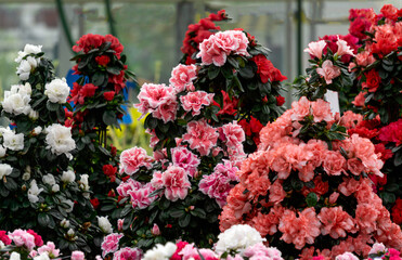 Multi-colored azalea flowers in flower pots in a greenhouse. - 749781548