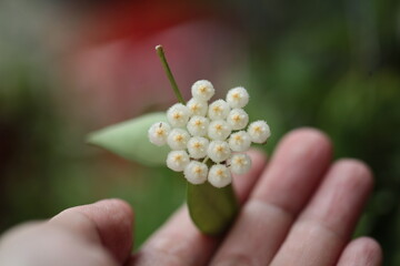 hoya lacunosa on hand zoom in blurry background