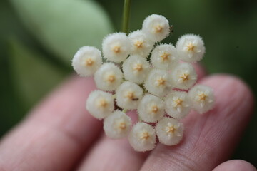hoya lacunosa on hand zoom in blurry background