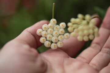 hoya lacunosa on hand zoom in blurry background