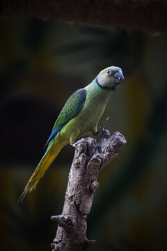 Malabar Parakeet or blue winged parrot perching on tree.