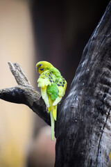 Cute budgerigar parrot perching on the tree. Shell parakeet or budgie.