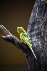 Cute budgerigar parrot perching on the tree. Shell parakeet or budgie.