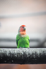 Adult rosy faced lovebird perching on the tree. Peach faced lovebird.