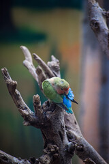 Adult rosy faced lovebird perching on the tree. Peach faced lovebird.