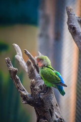 Adult rosy faced lovebird perching on the tree. Peach faced lovebird.