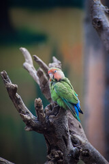 Adult rosy faced lovebird perching on the tree. Peach faced lovebird.