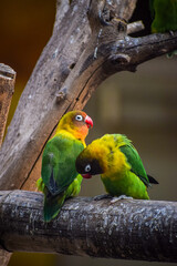 Yellow collared love birds perching together. Romantic bird background, Symbol of love.