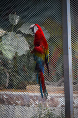 Colorful Scarlet Macaw hanging on the fence. Beautiful parrot species.
