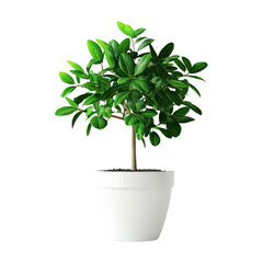 Plant growing in a white pot  isolated on transparent png.