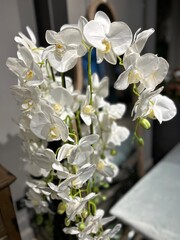 vertical photo with a branch of a large-flowering white orchid in a pot growing in a room for interior decoration, the concept of decorating the living room with plants