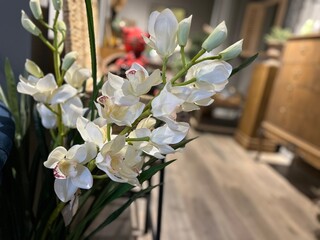 close-up on a branch of a white large-flowering orchid in a pot growing in an interior decoration room, the concept of decorating the living room with plants