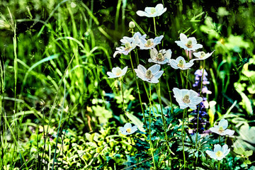 Green sunny meadow, a young white flowers