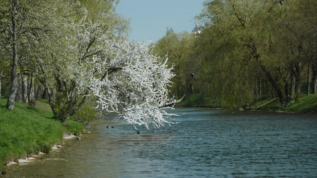 View of flowering tree bending over the water. Sunny spring day in cozy city park. Natural quiet landscape with waterfowl on cool windy spring day without people. Crow flies over the river.