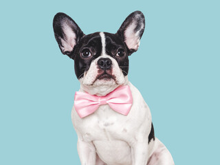 Fototapeta premium Cute puppy and bow tie. Close-up, indoors. Studio shot. Congratulations for family, relatives, loved ones, friends and colleagues. Pets care concept