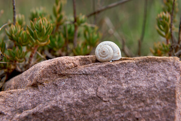 A white snail on stone and vegetation