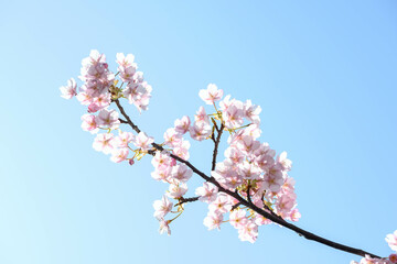 早咲きの河津桜の花が咲く。早春の日差しに照らされてキラキラと輝く花びら。
