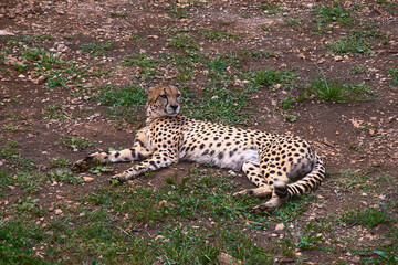 A geopard, lying on the grass of the savannah