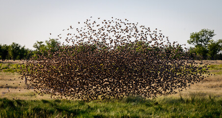 Flock or red-billes queleas