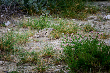 Double-banded courser