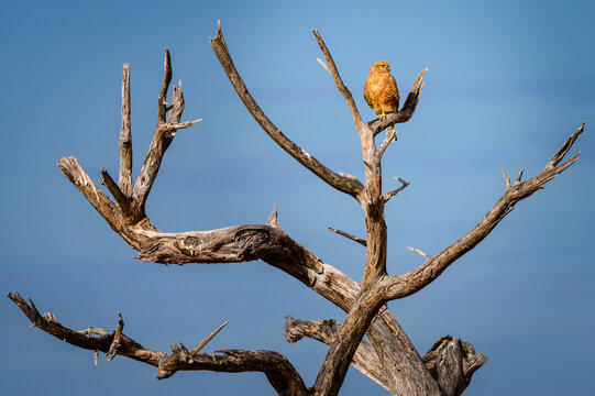 Greter kestrel perched in a dead tree