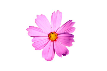 pink cosmos flower isolated on white background.