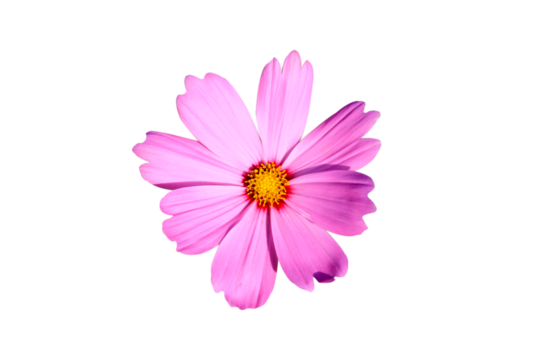 pink cosmos flower isolated on white background.