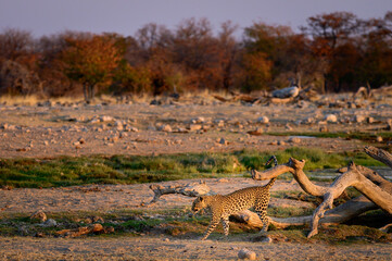 Leopard in Etosha National Park