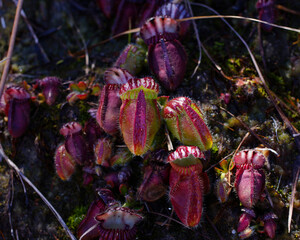 Albany pitcher plant (Cephalotus follicularis) with red pitchers in natural habitat, Western Australia