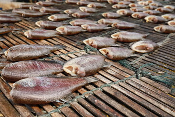 Gourami is a type of freshwater fish. The scientific name is Trichogaster pectoralis in the...