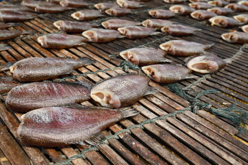 Gourami is a type of freshwater fish. The scientific name is Trichogaster pectoralis in the...