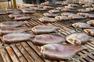 Gourami is a type of freshwater fish. The scientific name is Trichogaster pectoralis in the fighting fish family. Osphronemidae has a shape similar to the giant snakehead fish (T. trichopterus), which