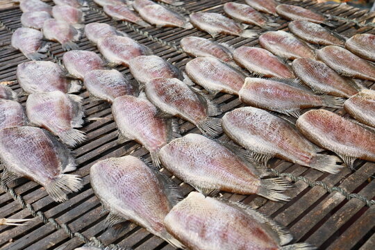 Gourami is a type of freshwater fish. The scientific name is Trichogaster pectoralis in the fighting fish family. Osphronemidae has a shape similar to the giant snakehead fish (T. trichopterus), which