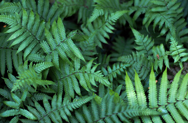 green ferns In wild low edited