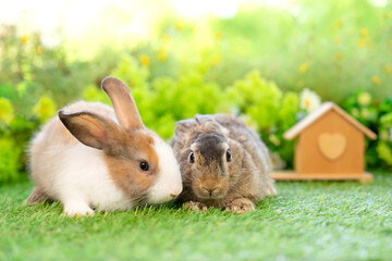 portrait two adorable bunny sitting on grasses, young cute rabbit in nature,studio shot,concept of...