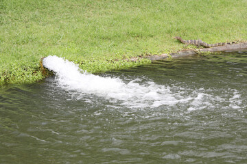 Water flows into the lake with common water monitor on green grass field